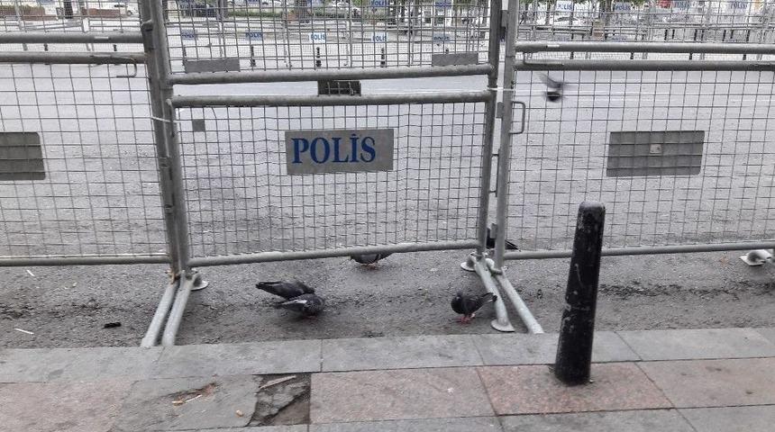 Taksim Meydanı Kuşlara Kaldı
