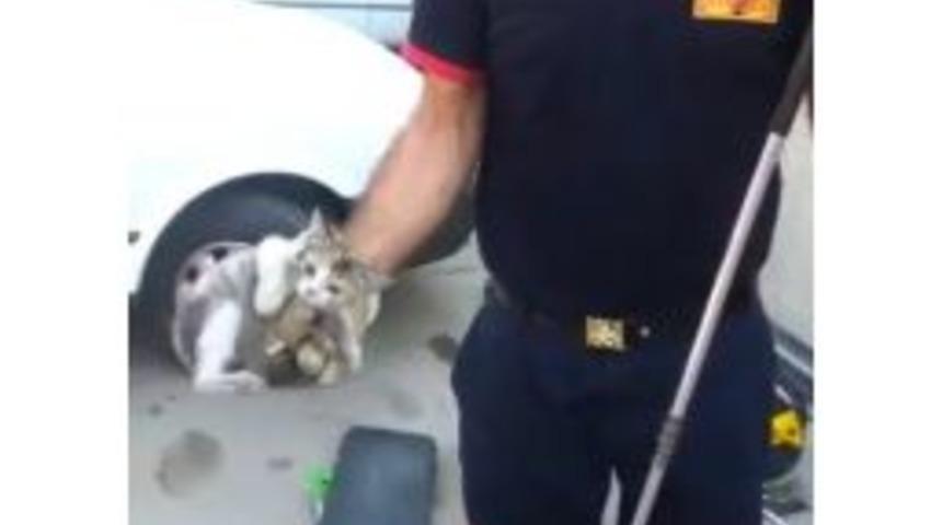 Mahsur Kalan Yavru Kedi Kurtarıldı