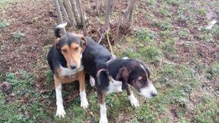 Bir Haftadır Kayıp Olan Köpekler Bulundu