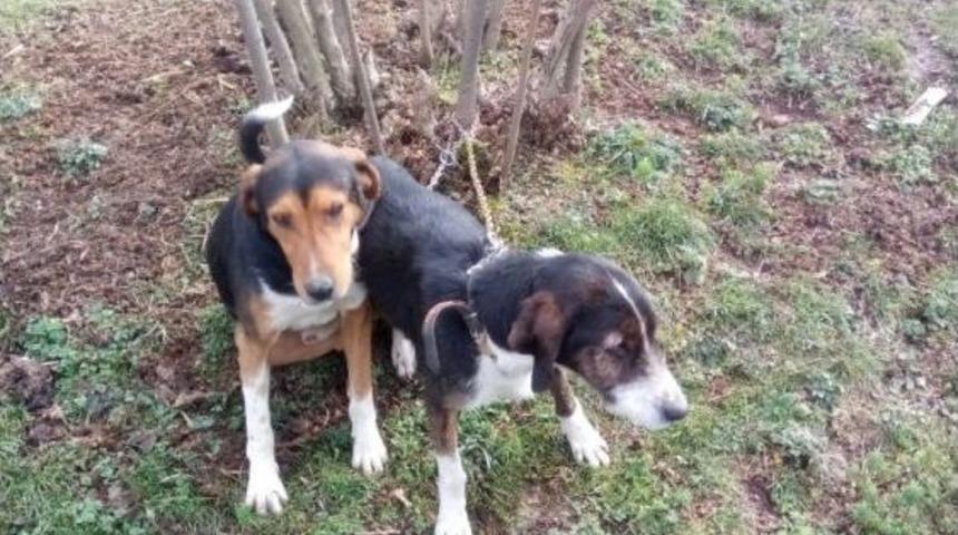 Bir Haftadır Kayıp Olan Köpekler Bulundu