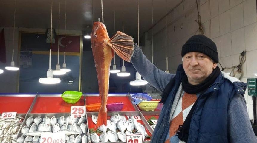 Uçar Balığı Ağa Takıldı