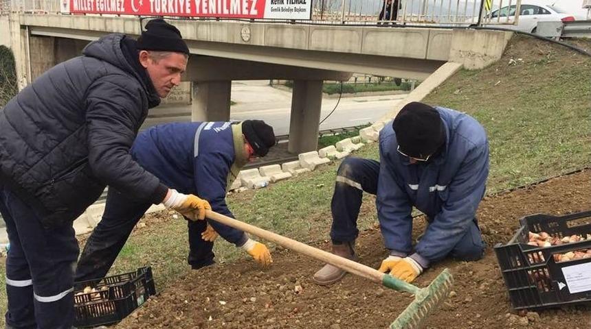 26 Bin Lale Toprakla Buluşuyor
