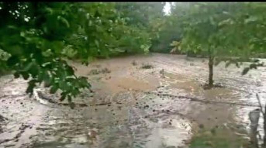 Dolu Yağışı Tarım Arazilerine Zarar Verdi