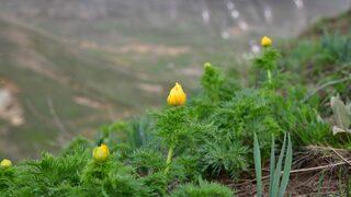 150 Yıl Sonra İlk Kez Tespit Edilmişti, Yeniden Açmaya Başladı