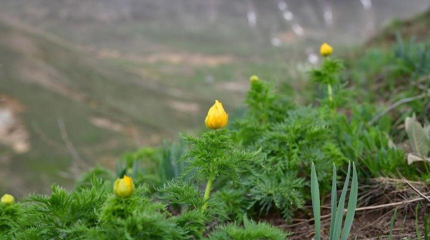 150 Yıl Sonra İlk Kez Tespit Edilmişti, Yeniden Açmaya Başladı