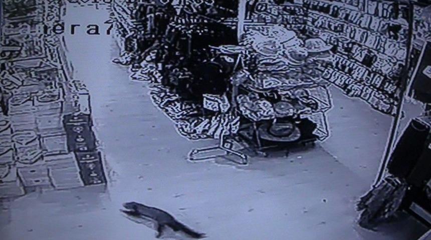 Davetsiz Misafir Hem Korkuttu Hem G&uuml;ld&uuml;rd&uuml;