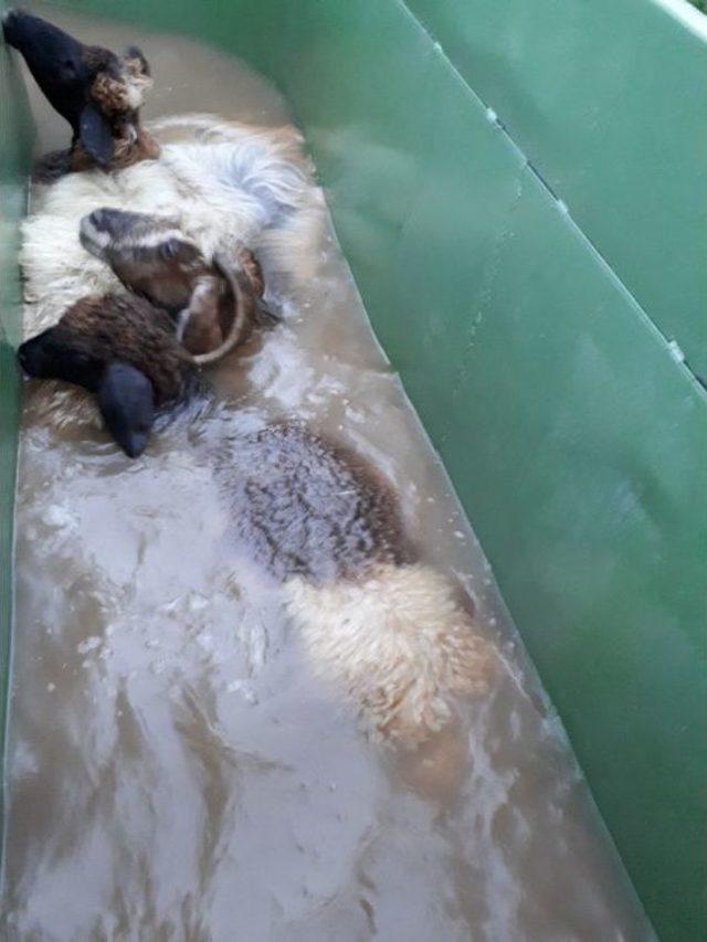 Koyunlara Özel Banyo