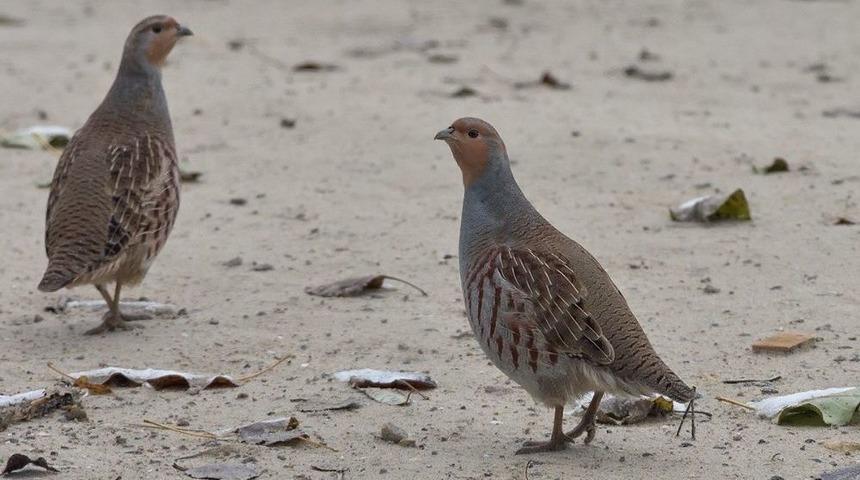 Orman Ve Su İşleri Bakanlığı Keklik Yetiştirmeye Devam Ediyor