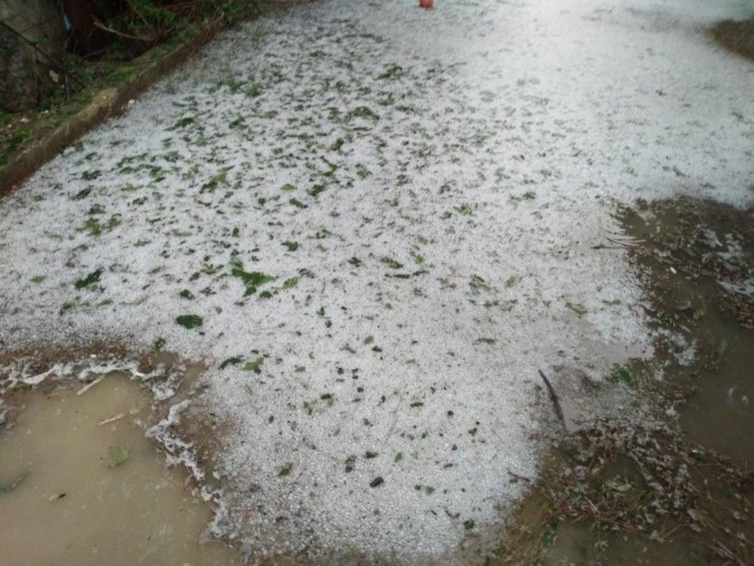 Dolu Tarlalardaki T&uuml;t&uuml;nlere Zarar Verdi