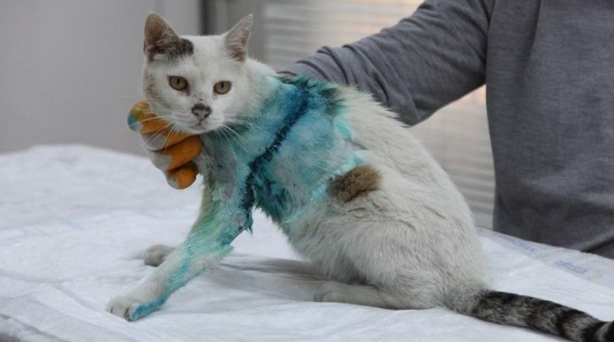 Yaşlı Kediden &Ccedil;ıkan T&uuml;m&ouml;r Hayrete D&uuml;ş&uuml;rd&uuml;