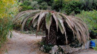 Çeşme’nin Palmiyeleri İçin Kırmızı Alarm