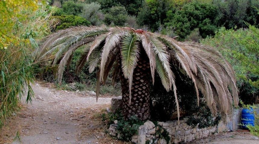 Çeşme’nin Palmiyeleri İçin Kırmızı Alarm