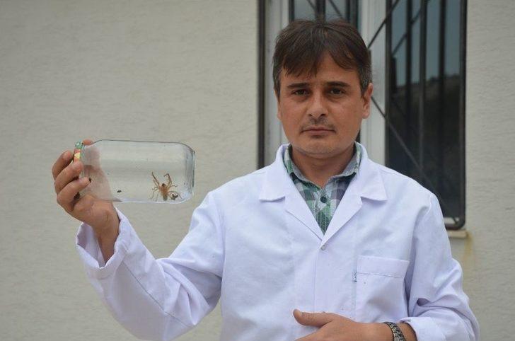 (özel) Et Yiyen Örümcek Bilecik’te İlk Defa Görüldü G1
