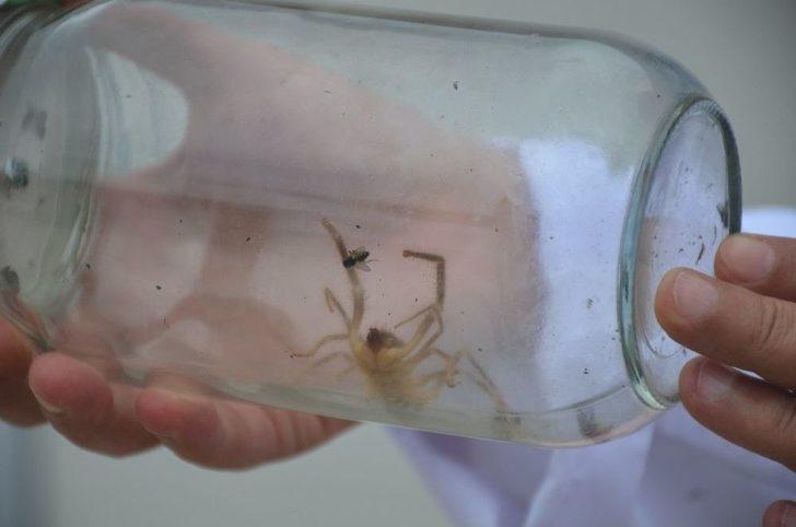 (özel) Et Yiyen Örümcek Bilecik’te İlk Defa Görüldü G2