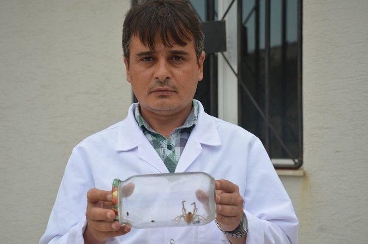 (özel) Et Yiyen Örümcek Bilecik’te İlk Defa Görüldü G3