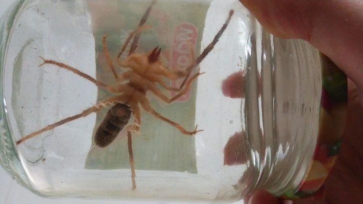 (özel) Et Yiyen Örümcek Bilecik’te İlk Defa Görüldü G4