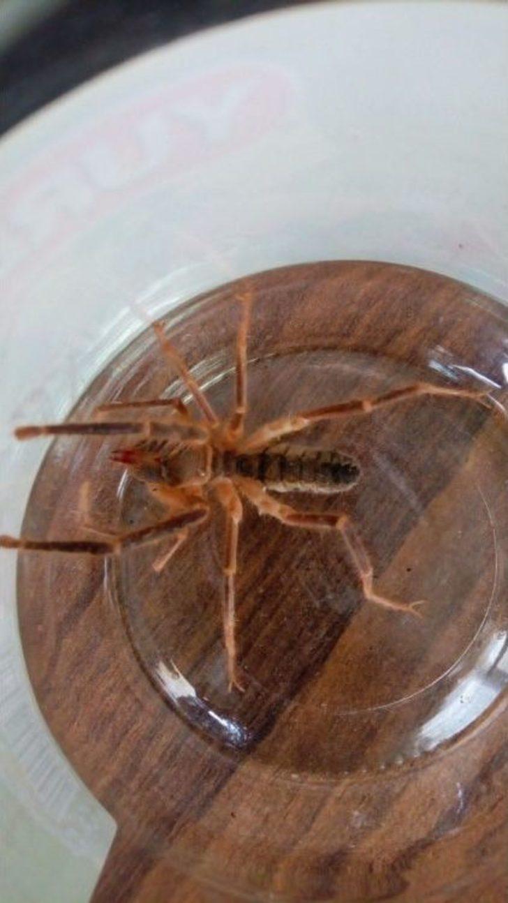 (özel) Et Yiyen Örümcek Bilecik’te İlk Defa Görüldü G5