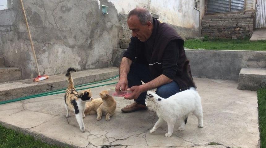 Kapı A&ccedil;masıyla Dikkat &Ccedil;ekmişti, O Kedi Kayboldu