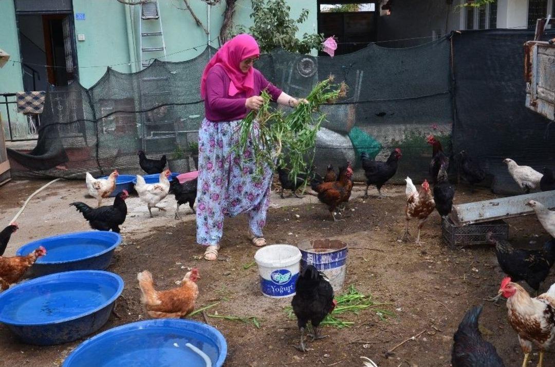 (&ouml;zel) Y&uuml;zlerce Hayvanıyla Doğal Yaşam S&uuml;r&uuml;yor