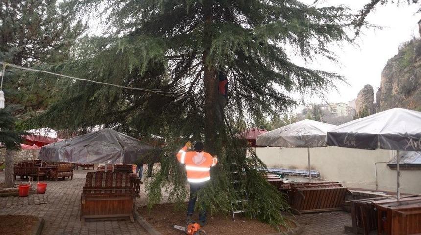 Şehrin Bir&ccedil;ok Noktasında Budama &Ccedil;alışmaları Devam Ediyor