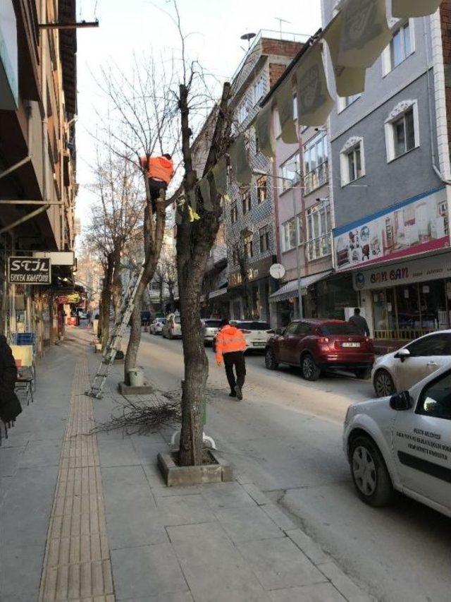 Şehrin Birçok Noktasında Budama Çalışmaları Devam Ediyor