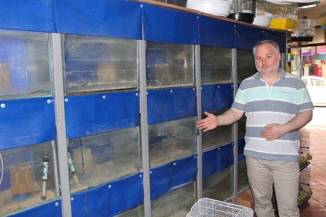 (&ouml;zel) Suriye&rsquo;deki İ&ccedil; Savaş, T&uuml;rkiye&rsquo;deki Akvaryum Balığı Sekt&ouml;r&uuml;n&uuml; Vurdu