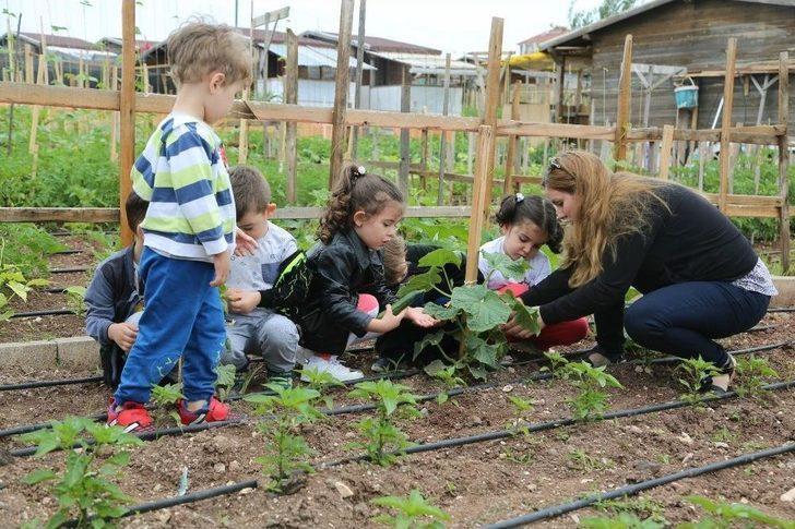 Minikler Bahçedeki Mahsulleri Topladı G1