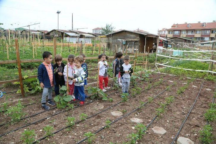 Minikler Bahçedeki Mahsulleri Topladı G3