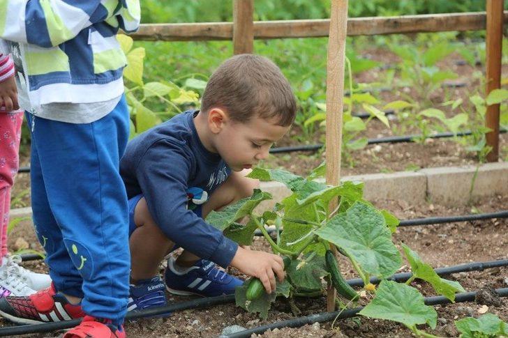 Minikler Bahçedeki Mahsulleri Topladı G4