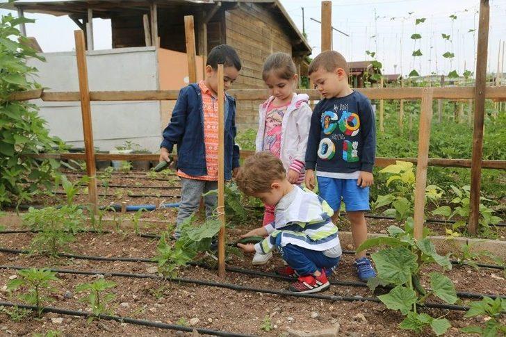Minikler Bahçedeki Mahsulleri Topladı G5
