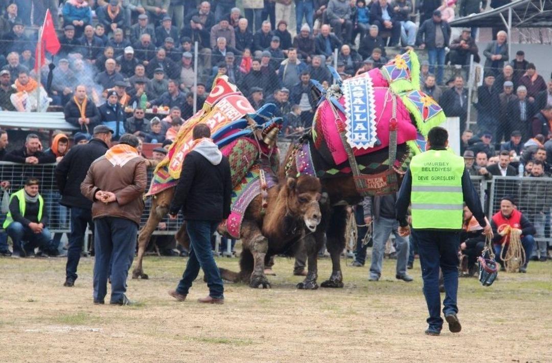 Umurbey Deve G&uuml;reşleri Nefes Kesti