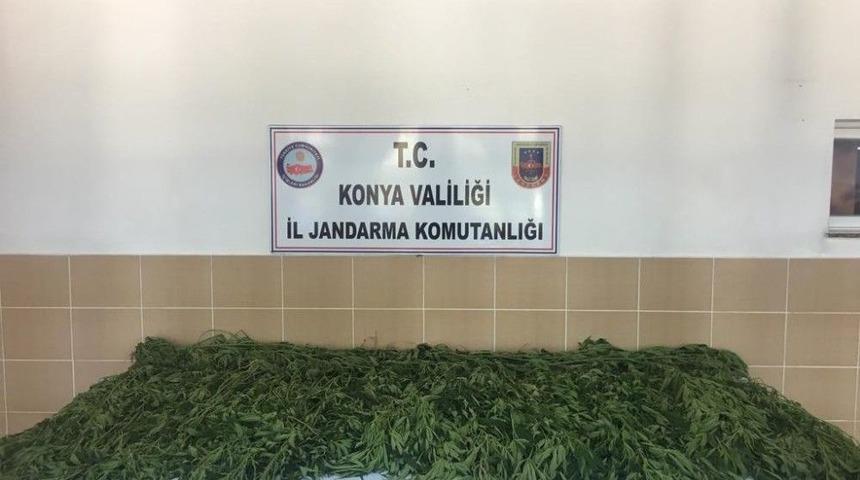 Jandarmadan Kenevir Operasyonu