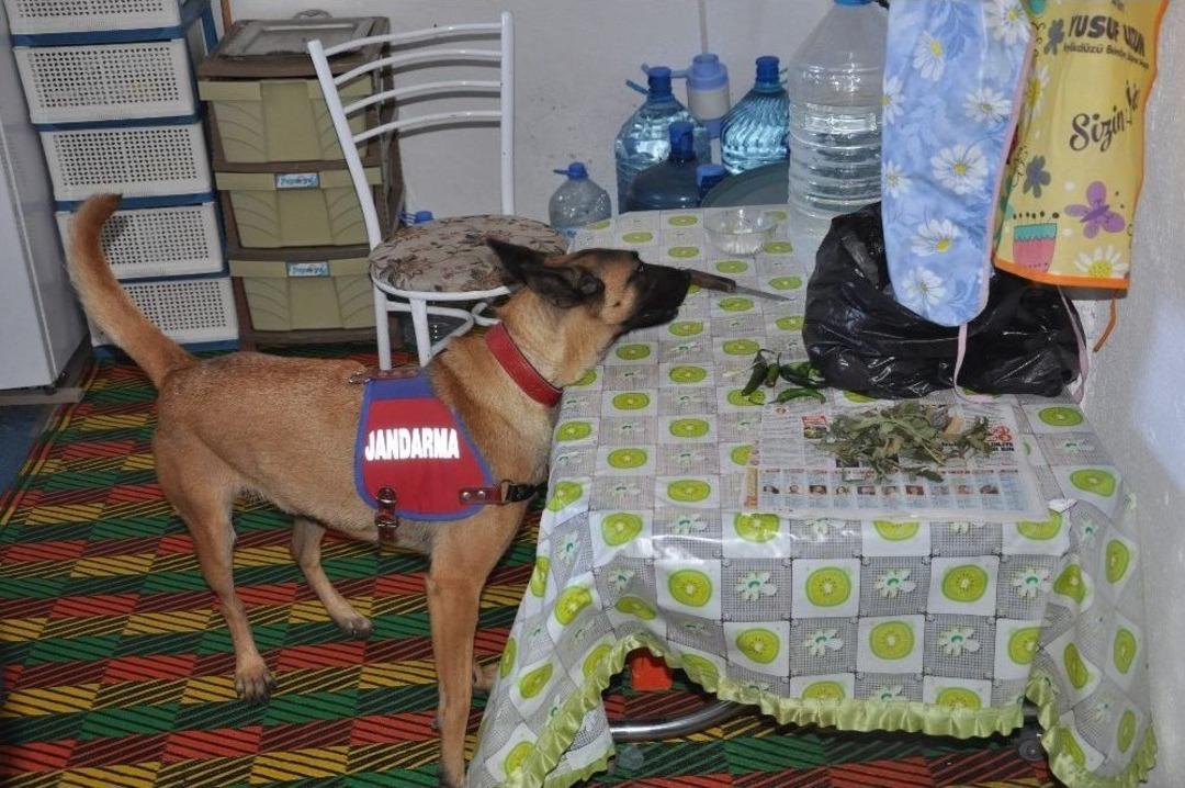 &Ccedil;orum&rsquo;da Hint Keneviri Operasyonu