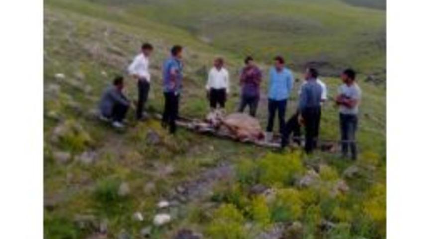 Ayağı Kırılan İneği Sedyeyle Taşıdılar