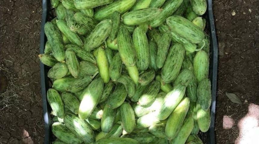 Kilis&rsquo;te Kurutmalık Sezonu A&ccedil;ıldı