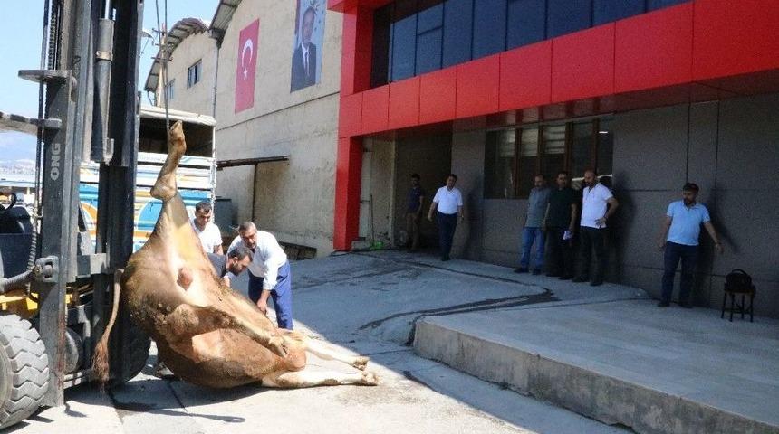 Erdoğan&rsquo;ın Se&ccedil;im Zaferini B&uuml;y&uuml;kbaş Kurban Keserek Kutladı