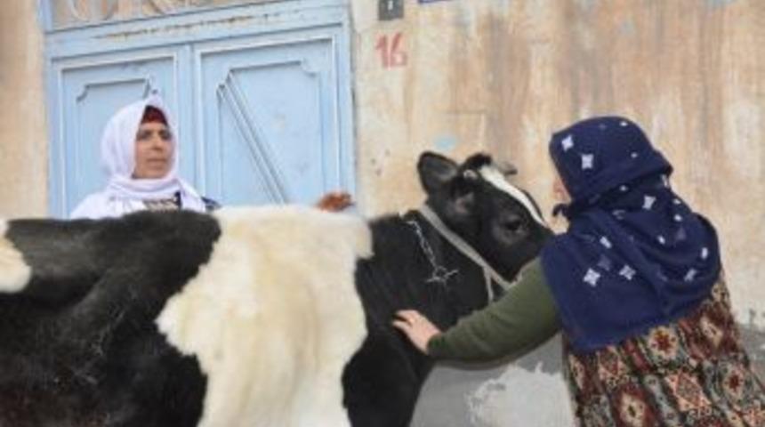 &Ccedil;alınan İnek Bulundu