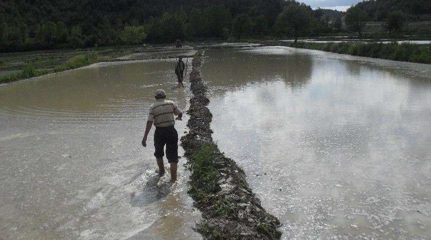 Han&ouml;n&uuml; İl&ccedil;esinde &Ccedil;eltik Ekimi Başladı