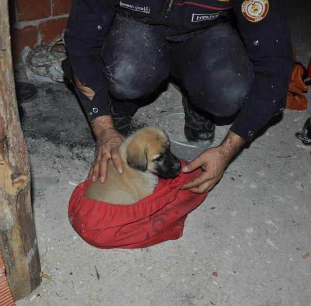 Havalandırma Boşluğuna Düşen Yavru Köpeği İtfaiye Kurtardı