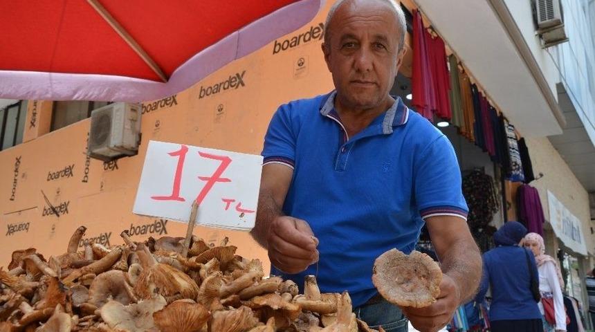 Ordu’da ‘tirmit’ Bolluğu