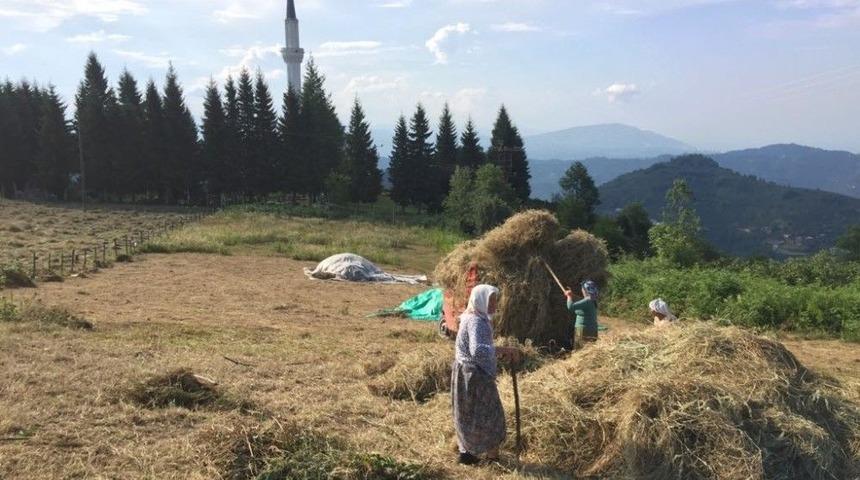 Çiftçilerin Ot Kurutma Sezonu Başladı