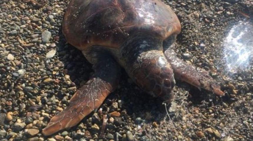 Nesli Tükenmekte Olan Caretta Caretta Olta İğnesinden Öldü