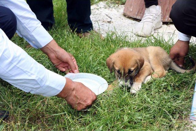 Sürücünün Çarpıp Kaçtığı Yavru Köpeğe Şefkat Eli