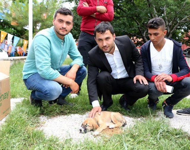 Sürücünün Çarpıp Kaçtığı Yavru Köpeğe Şefkat Eli