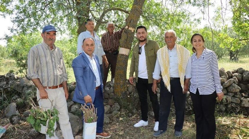 Yunusemre&rsquo;de 80 Bin Ağaca Aşılama