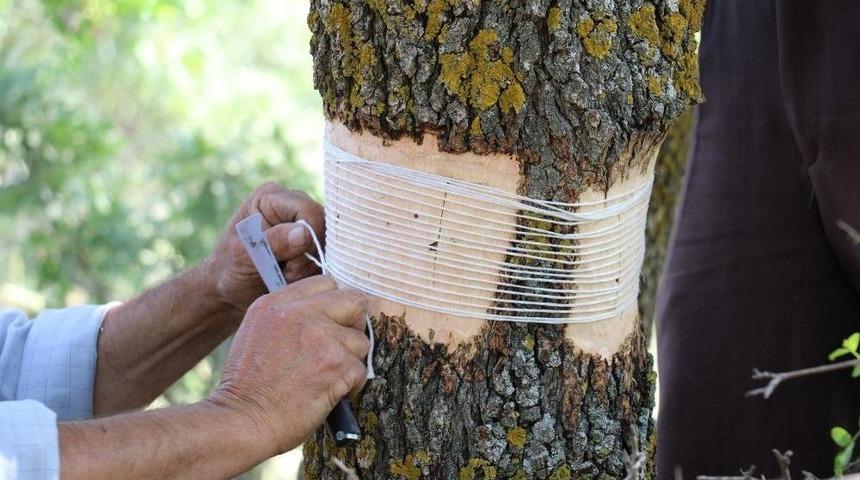 Yunusemre&rsquo;de 200 Bin G&ouml;z Aşılama