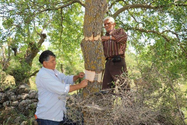 Yunusemre’de 80 Bin Ağaca Aşılama