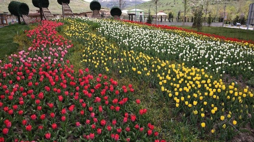 B&uuml;y&uuml;kşehir, Şehre 650 Bin Lale, 900 Bin &Ccedil;i&ccedil;ek Dikti