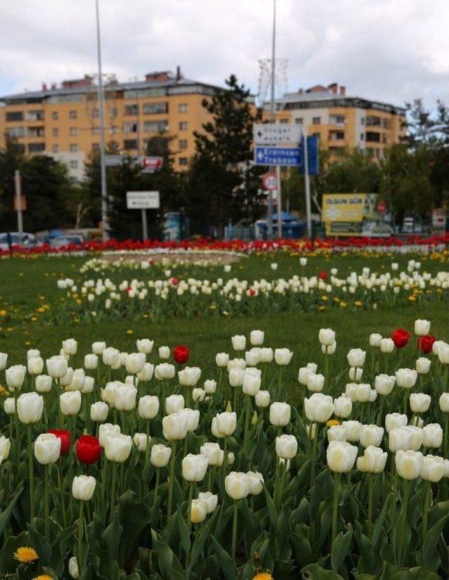 Büyükşehir, Şehre 650 Bin Lale, 900 Bin Çiçek Dikti