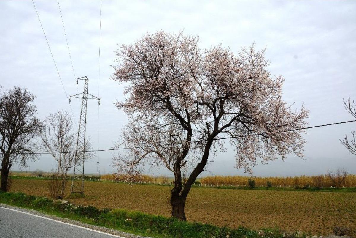 Aydın&rsquo;da Şubat Ayında Bahar Havası